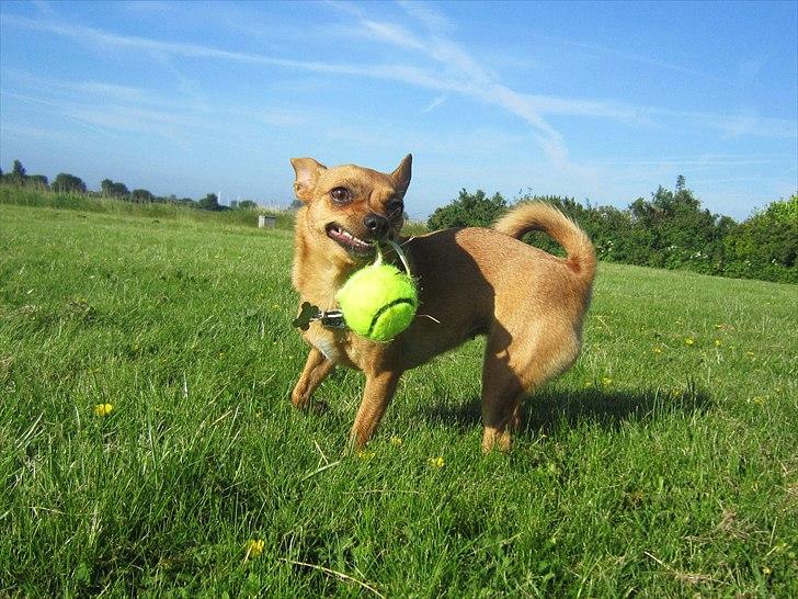 Blanding af racer Chihuahua/Dværgpinscher *~ Paya ~* R.I.P - Smileyface bliver jeg kaldt! :o)
Smiler særligt meget, når der er en tennisbold i nærheden! ;o)
Juni 2011 billede 4