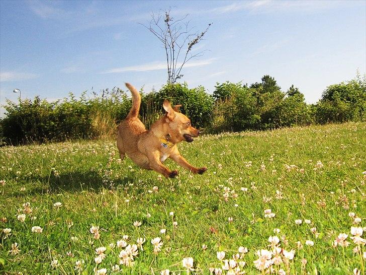 Blanding af racer Chihuahua/Dværgpinscher *~ Paya ~* R.I.P - Wehuu - Fuld fart frem!
Jeg kan nemlig flyyyve! :oD
Juli 2011 billede 9