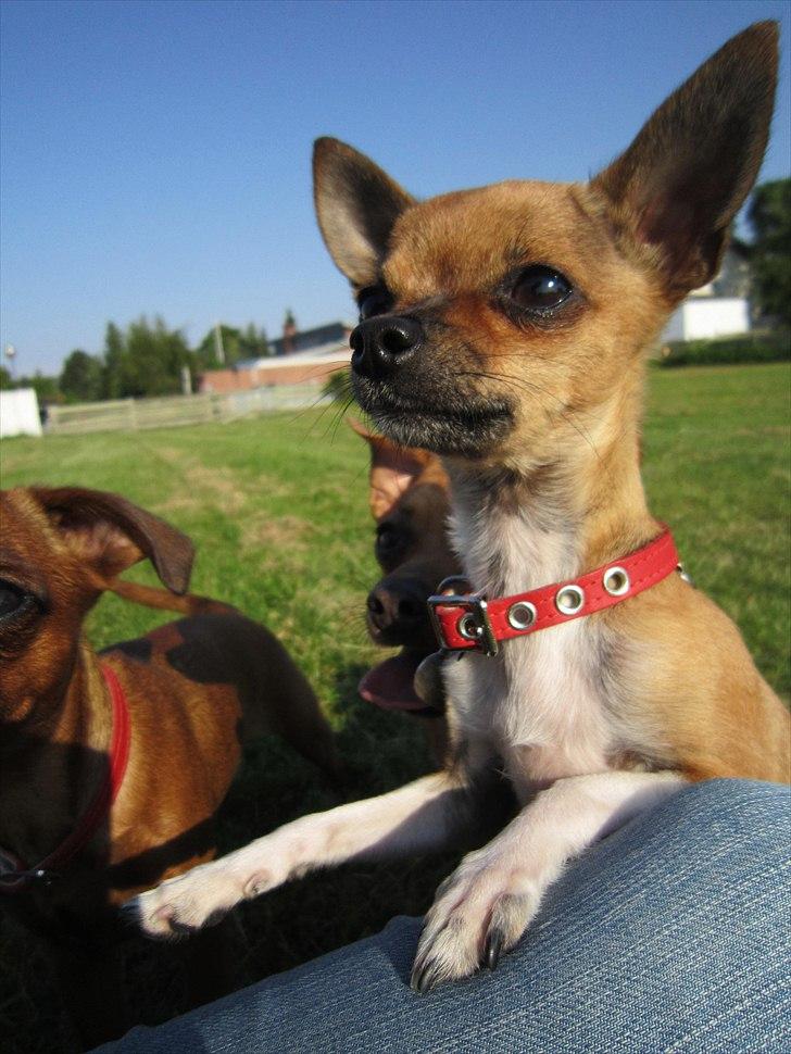 Chihuahua *~ Shika ~* R.I.P - Mon man kan nasse sig til en godbid, hvis man ser ekstra sød ud? ;o)
Juli 2011 billede 2