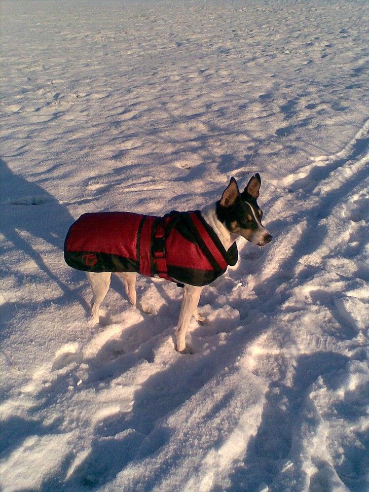 Bodeguero peugeot billede 3