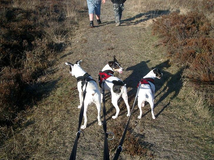 Bodeguero peugeot billede 16