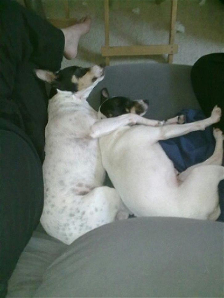 Bodeguero peugeot billede 17