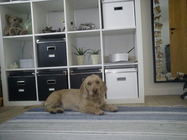 Basset fauve de bretagne Luffe billede 13