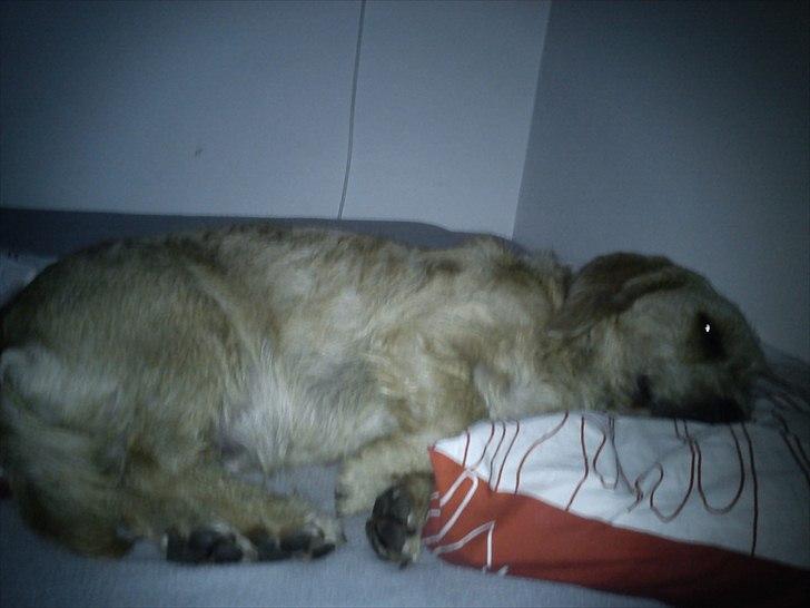 Basset fauve de bretagne Luffe billede 14