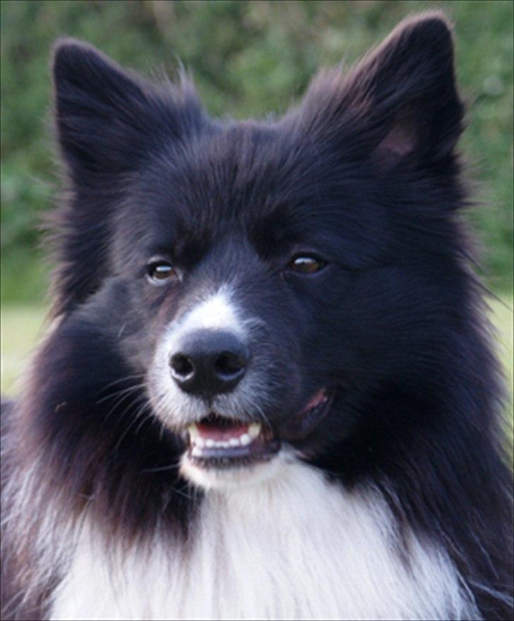 Border collie Tempo - 18 måneder gammel billede 3