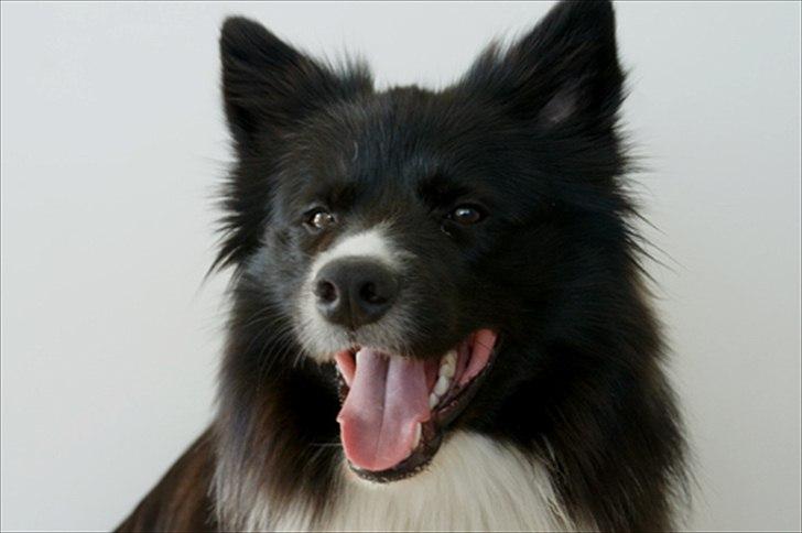 Border collie Tempo - 18 måneder gammel billede 4