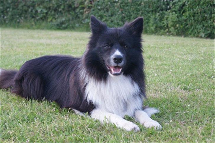 Border collie Tempo - 18 måneder gammel billede 5