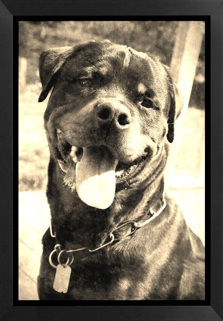 Rottweiler Barni billede 9