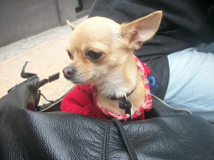 Chihuahua | Lulubell a´diva deluxe billede 14