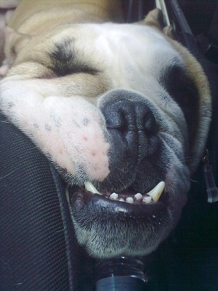 Olde english bulldogge Bolon R.I.P. 08-08-2010 billede 19