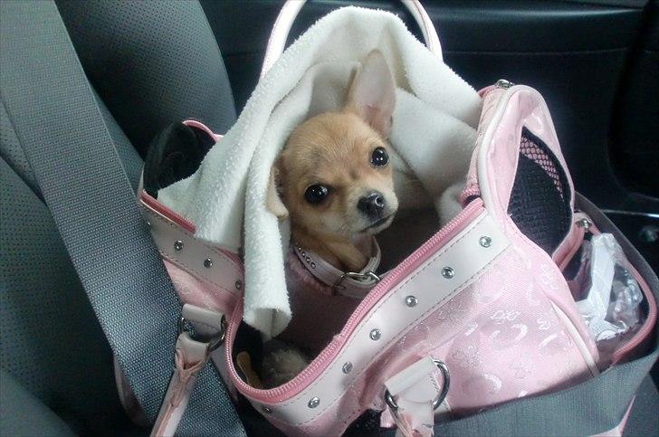 Chihuahua | Lulubell a´diva deluxe billede 11