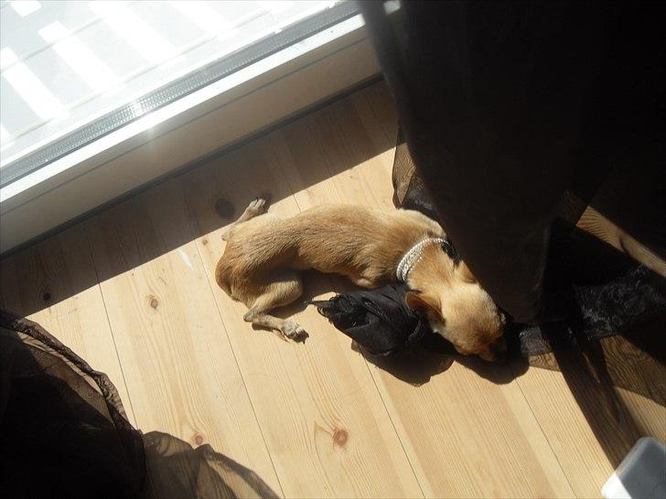 Chihuahua | Lulubell a´diva deluxe billede 19