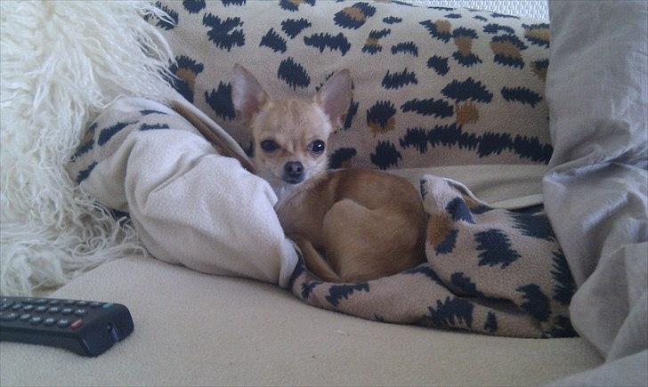 Chihuahua | Lulubell a´diva deluxe billede 20