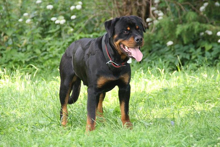 Rottweiler Barni billede 6