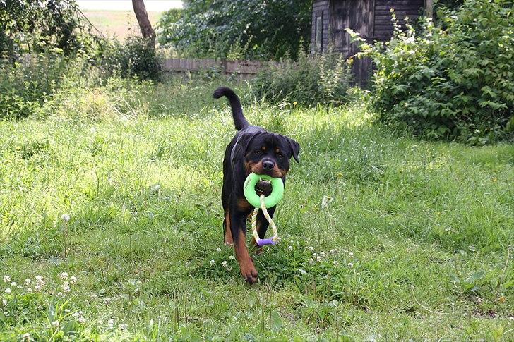 Rottweiler Barni billede 10