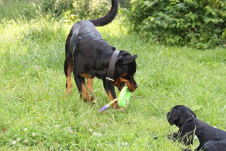 Rottweiler Barni -  barni lægger op til leg billede 7