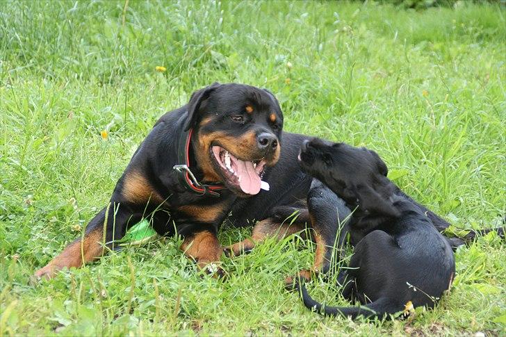 Rottweiler Barni billede 13