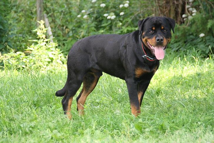 Rottweiler Barni billede 15