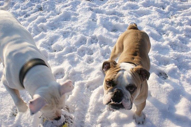 Olde english bulldogge Bolon R.I.P. 08-08-2010 billede 20