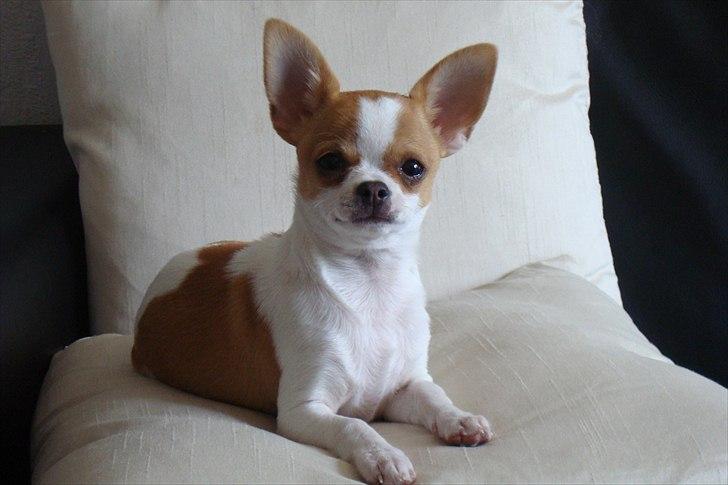 Chihuahua Don-Bentley vom Hochmoor billede 6