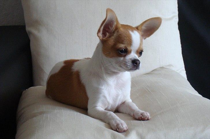 Chihuahua Don-Bentley vom Hochmoor billede 8