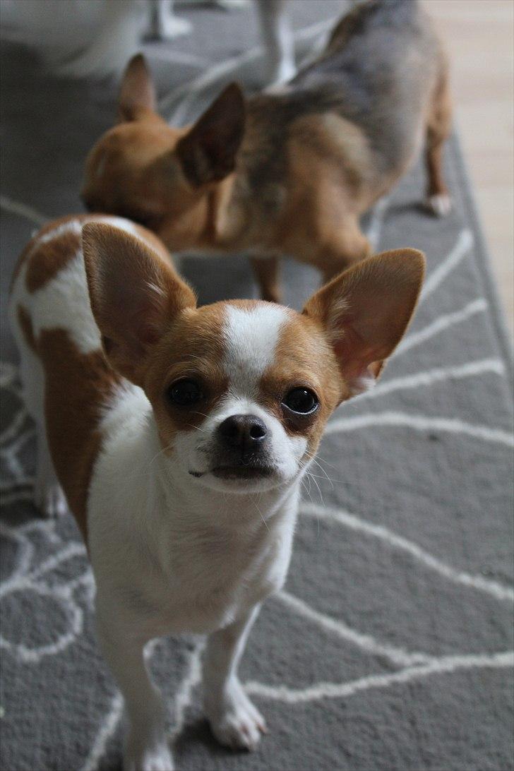 Chihuahua Don-Bentley vom Hochmoor billede 9