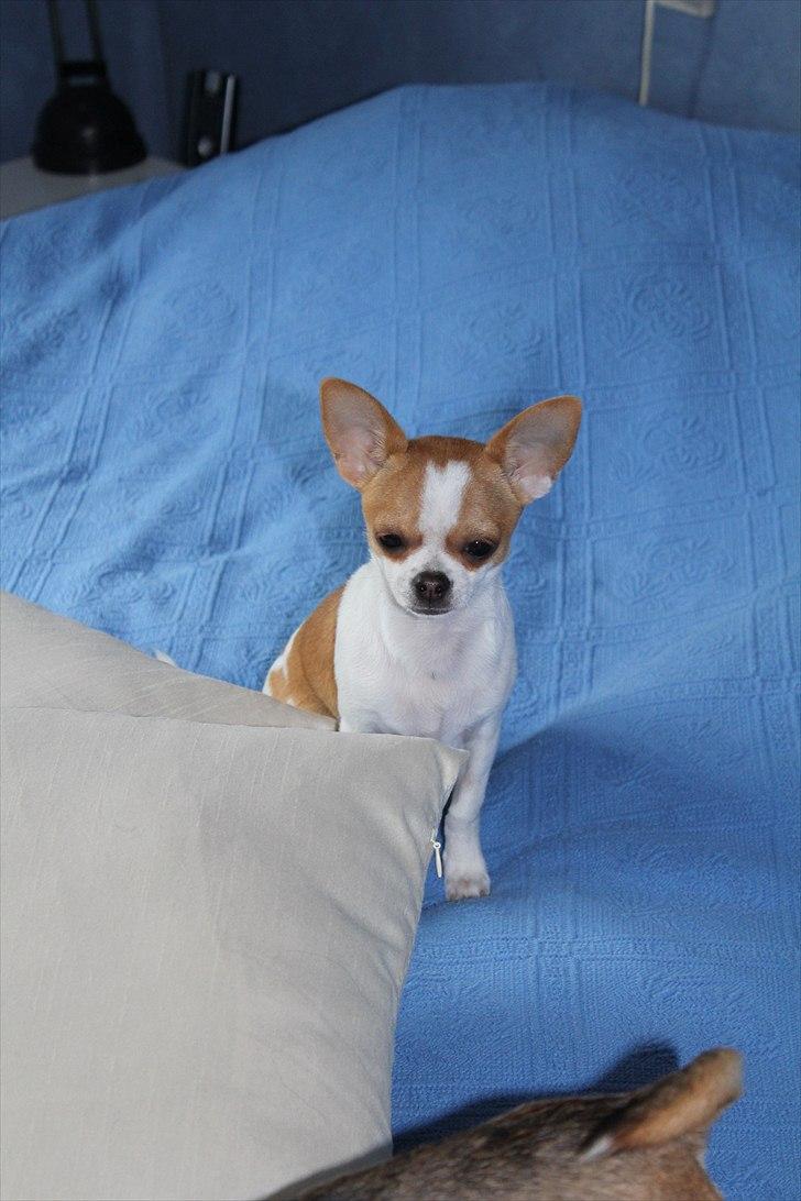 Chihuahua Don-Bentley vom Hochmoor billede 10