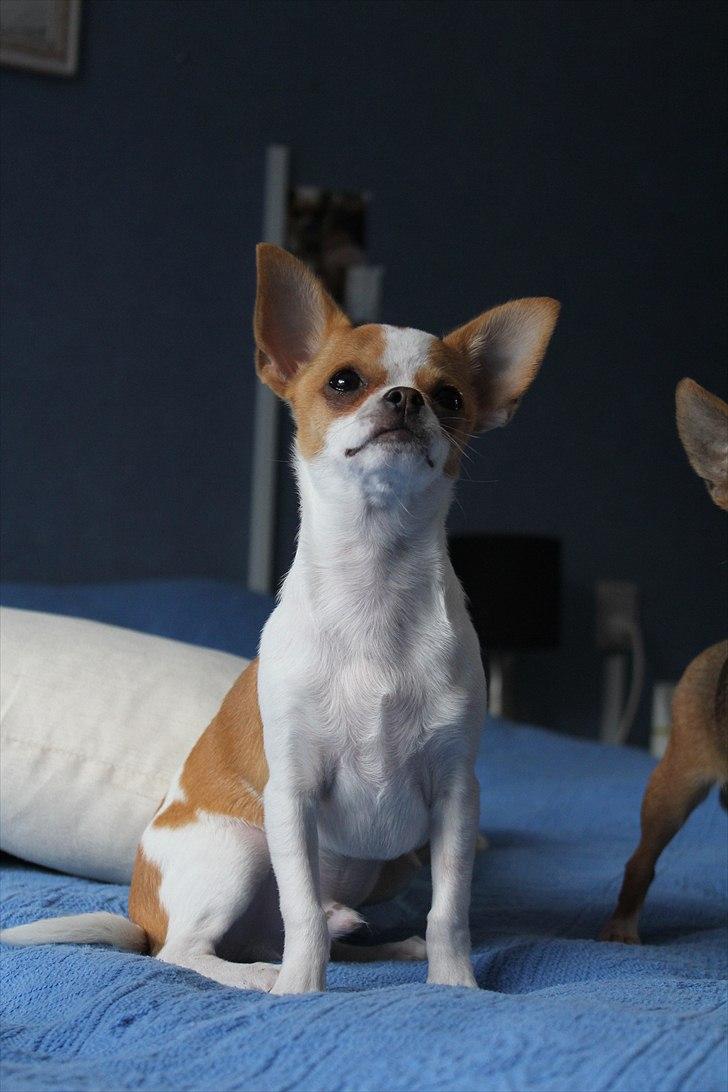 Chihuahua Don-Bentley vom Hochmoor billede 11