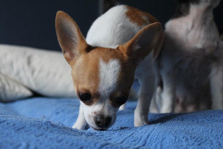 Chihuahua Don-Bentley vom Hochmoor billede 12