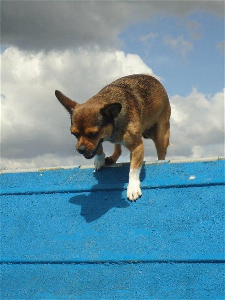 Blanding af racer Mille billede 7