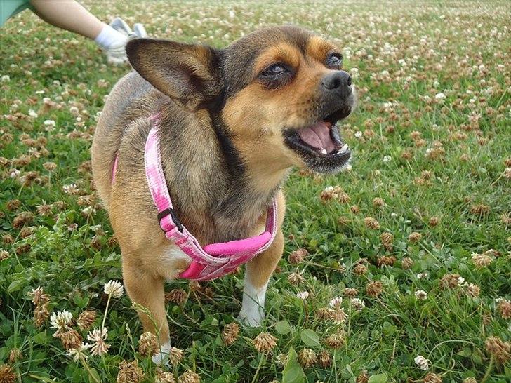 Blanding af racer Mille billede 9