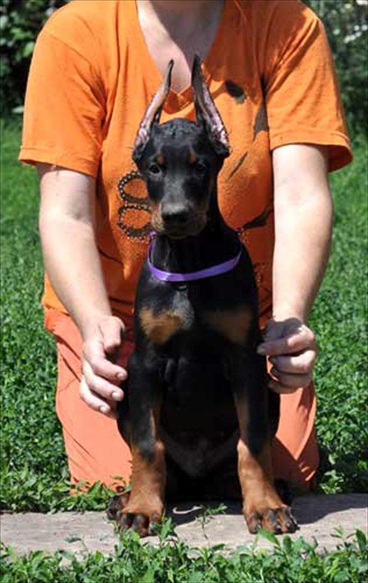 Dobermann Eria Pro Rising Star Rigga billede 2