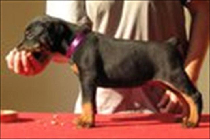 Dobermann Eria Pro Rising Star Rigga billede 5