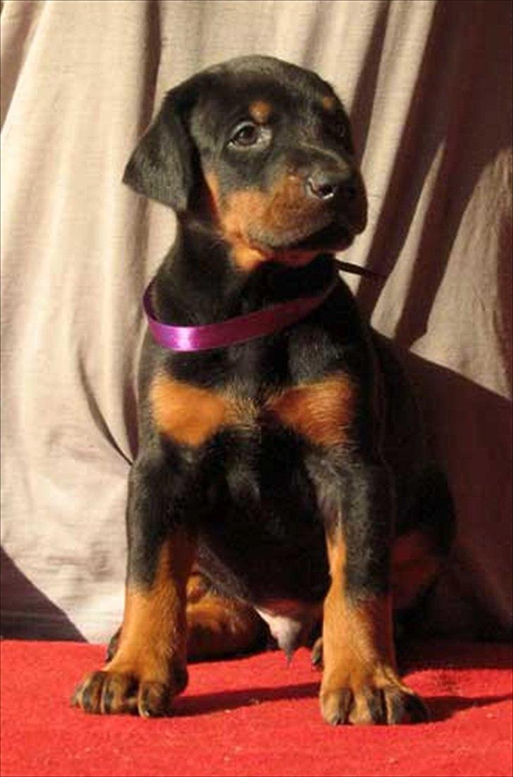 Dobermann Eria Pro Rising Star Rigga billede 6