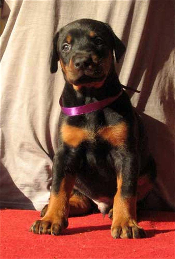 Dobermann Eria Pro Rising Star Rigga billede 7