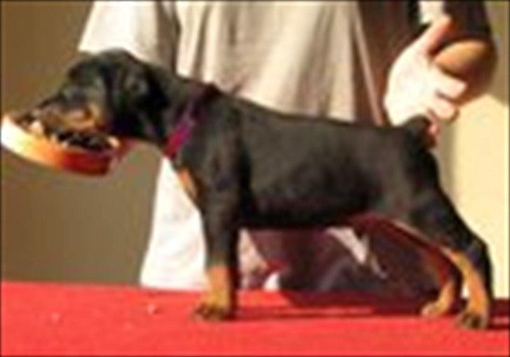 Dobermann Eria Pro Rising Star Rigga billede 8