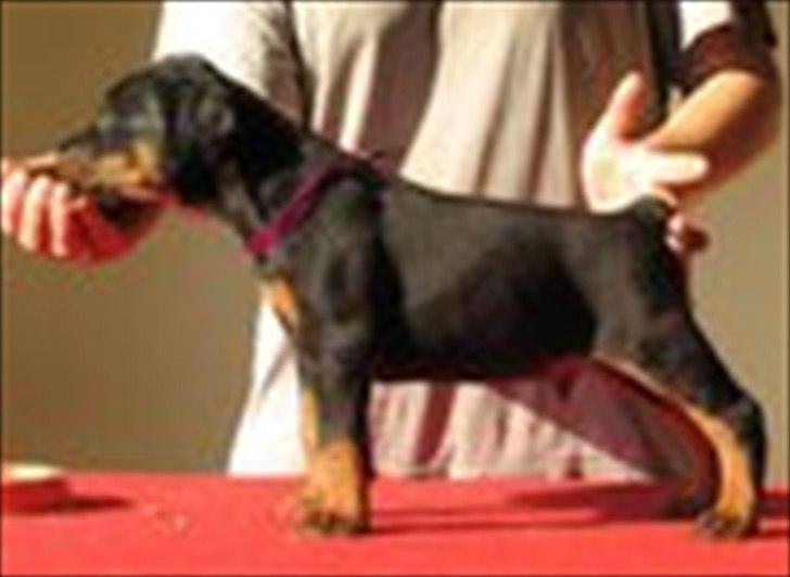 Dobermann Eria Pro Rising Star Rigga billede 9