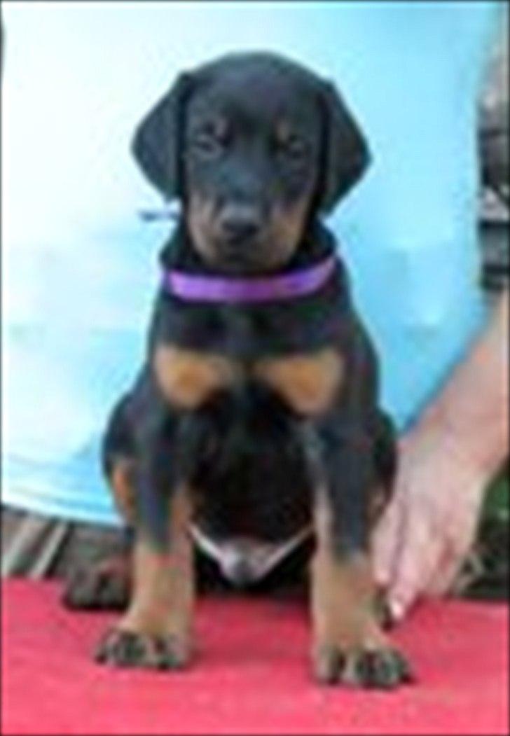 Dobermann Eria Pro Rising Star Rigga billede 10