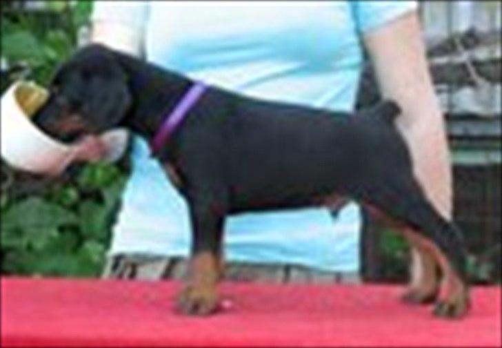 Dobermann Eria Pro Rising Star Rigga billede 11