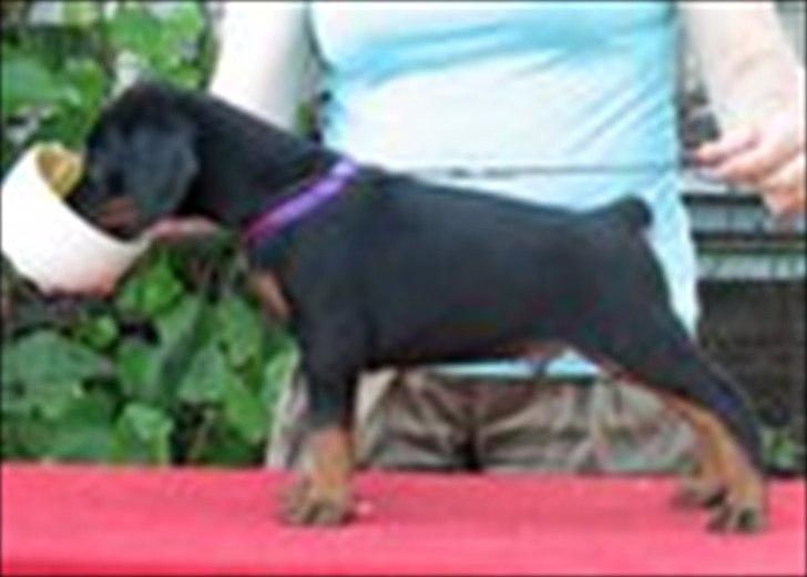 Dobermann Eria Pro Rising Star Rigga billede 12