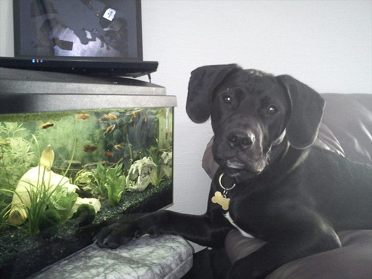 Blanding af racer Hannibal billede 1