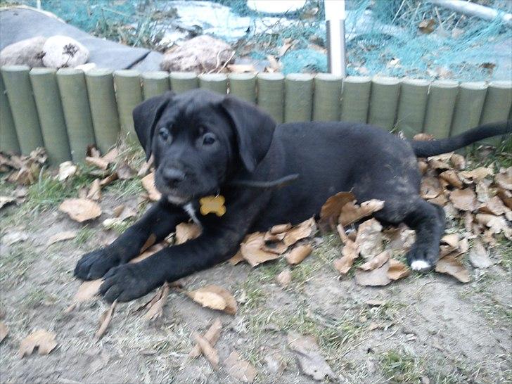 Blanding af racer Hannibal billede 4