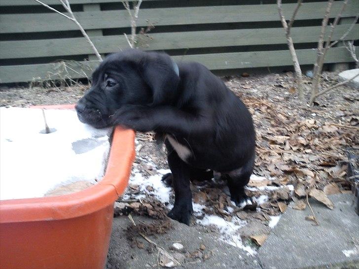 Blanding af racer Hannibal billede 3