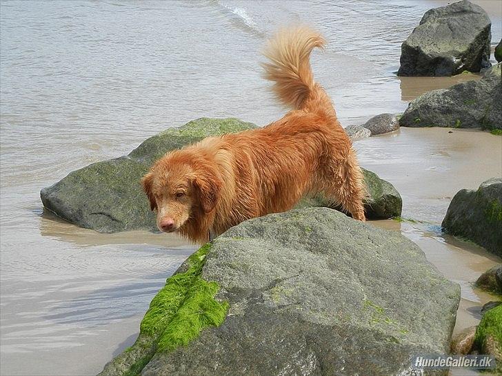 Nova scotia duck tolling retriever Shaggy Tollers Kenhu Danzing Zico R.I.P - På stranden, i vesterhavet :-)
Foto: Min mor :-) billede 4