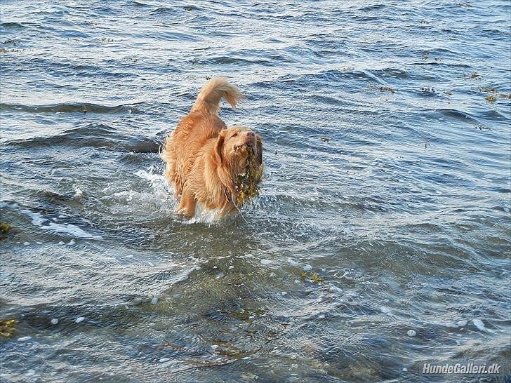 Nova scotia duck tolling retriever Shaggy Tollers Kenhu Danzing Zico R.I.P - Zico på stranden der hjemme :-)
Foto: Mig billede 3