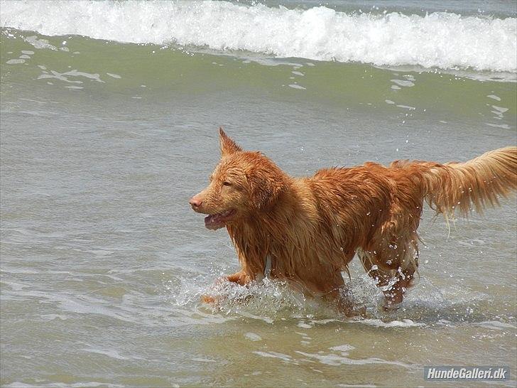 Nova scotia duck tolling retriever Shaggy Tollers Kenhu Danzing Zico R.I.P - Det skøønt, det her :-)
Foto: Mig billede 5