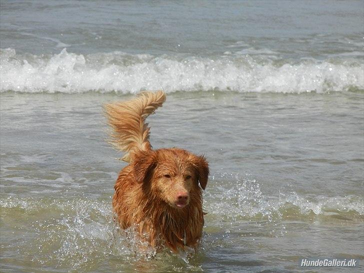 Nova scotia duck tolling retriever Shaggy Tollers Kenhu Danzing Zico R.I.P - Skal i ikke med i vandet? :)
Foto: Mig :) billede 6