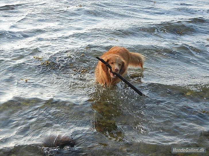 Nova scotia duck tolling retriever Shaggy Tollers Kenhu Danzing Zico R.I.P - Den er kæp er altså lidt stor :)
Foto: Mig billede 8