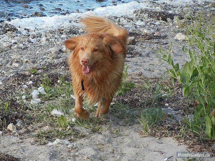 Nova scotia duck tolling retriever Shaggy Tollers Kenhu Danzing Zico R.I.P - Jeg kommer nu, jeg kommer nu, men skulle lige have et sidste dyp :)
Foto: Mig :-) billede 10