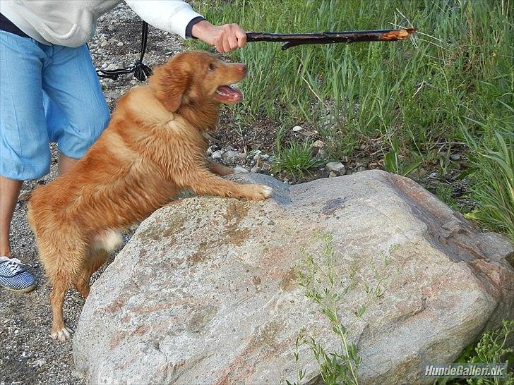 Nova scotia duck tolling retriever Shaggy Tollers Kenhu Danzing Zico R.I.P - Gi' mig den så, ikke drille, gi' mig den, det er ikke sjovt mere, eller det er det måske, men gi' mig den NU!!
Foto: Mig :) billede 11